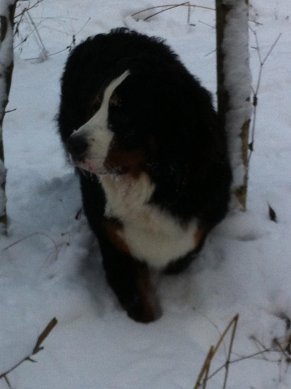 Berner sennenhund Conrad billede 10