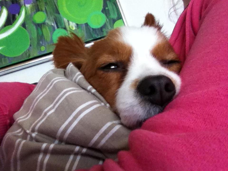 Papillon Avalee aka Ene Herskeren billede 19