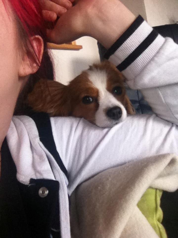 Papillon Avalee aka Ene Herskeren billede 20