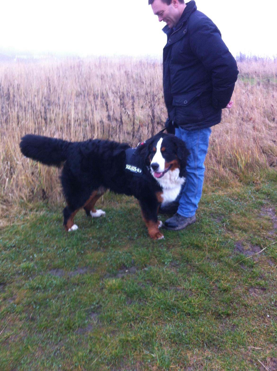 Berner sennenhund Conrad billede 11