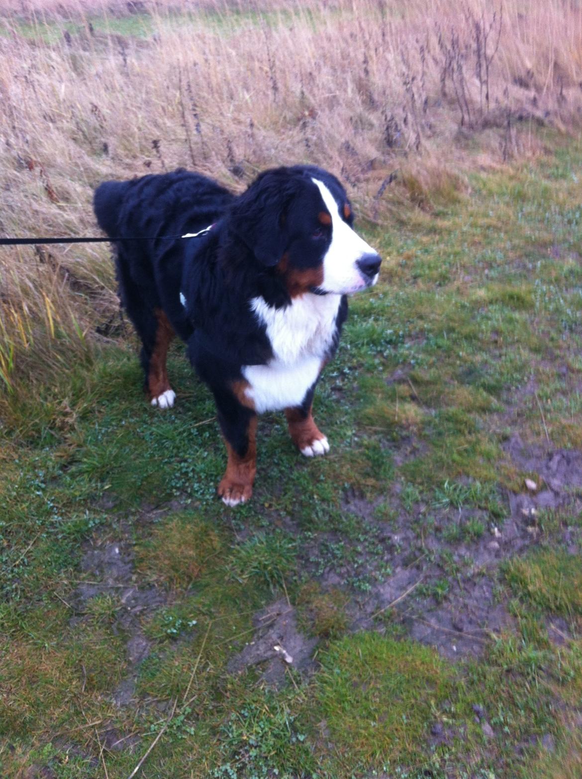 Berner sennenhund Conrad billede 12