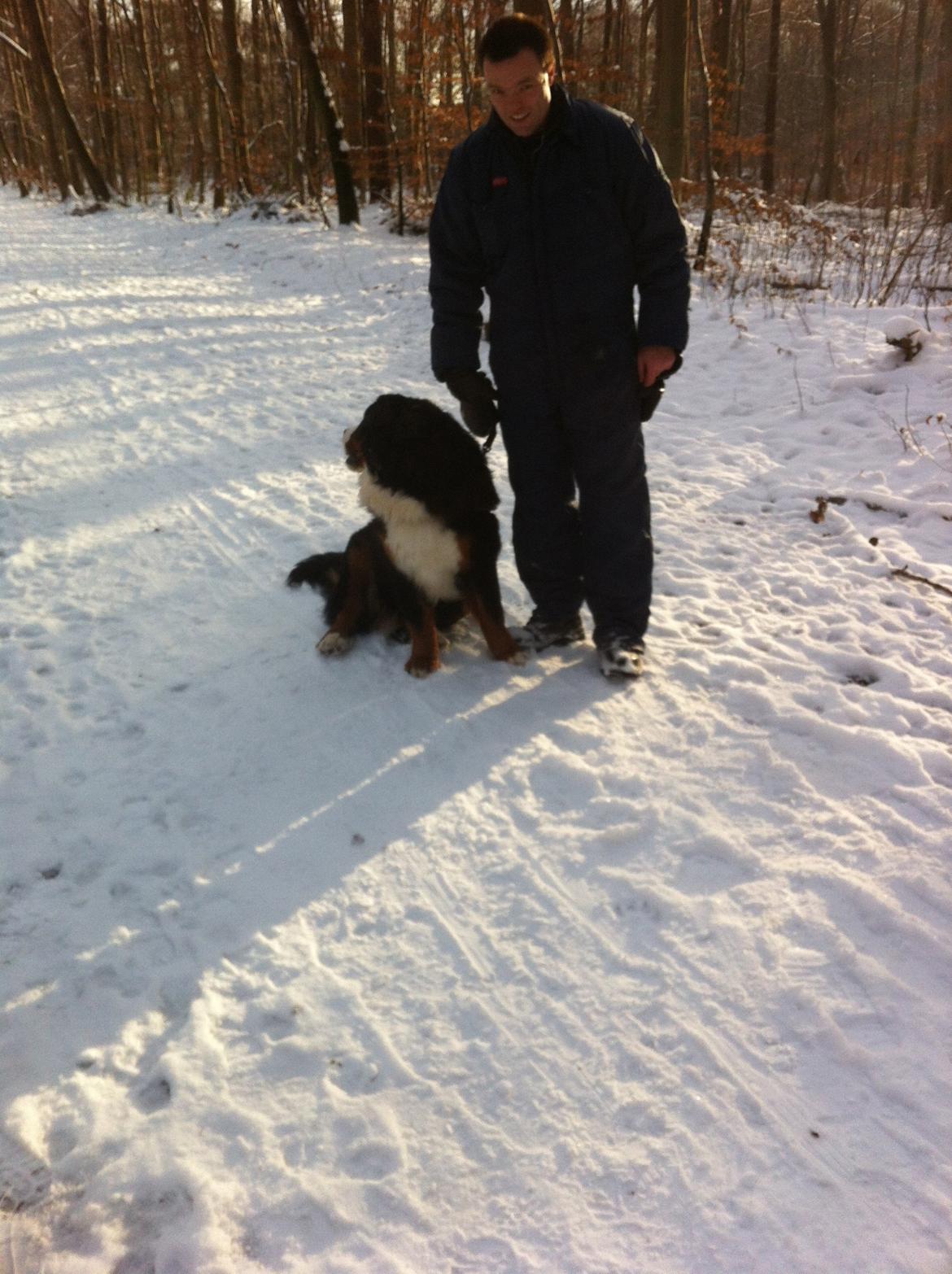 Berner sennenhund Conrad billede 14