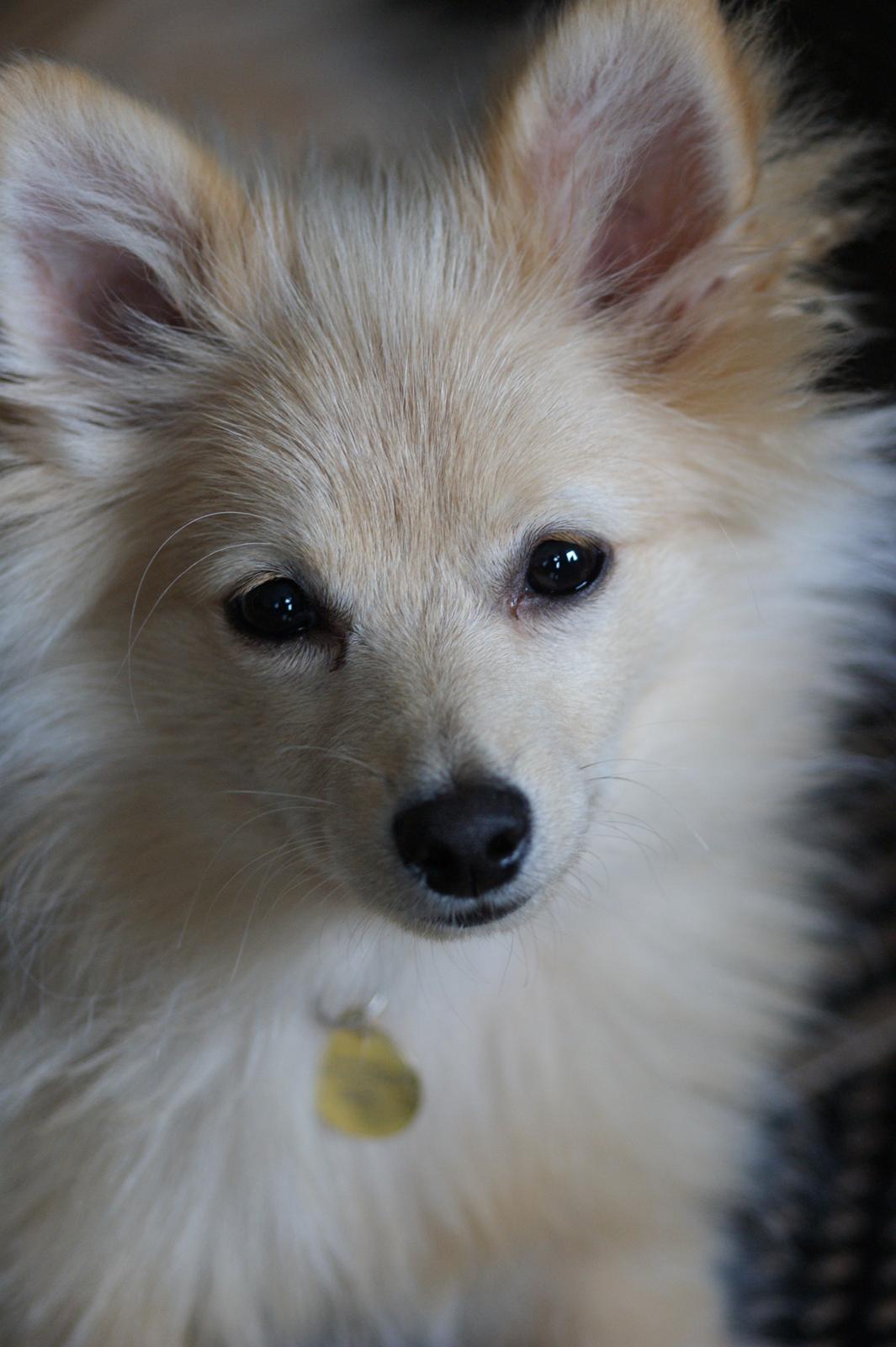 Pomeranian * Gizmo* Billeder af hunde Uploaded af Michelle S