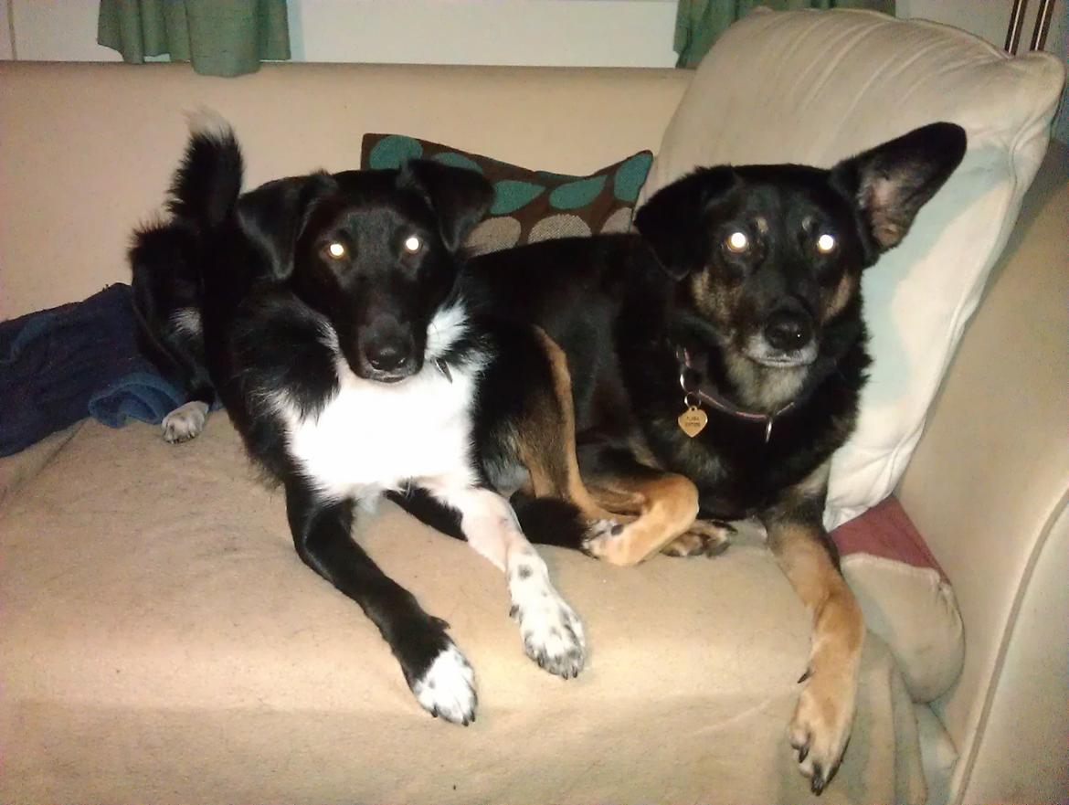 Blanding af racer Late billede 12