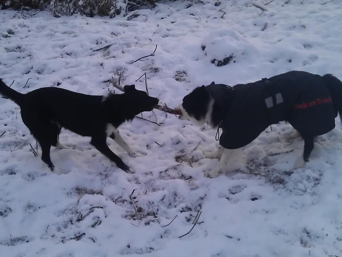 Blanding af racer Late billede 13