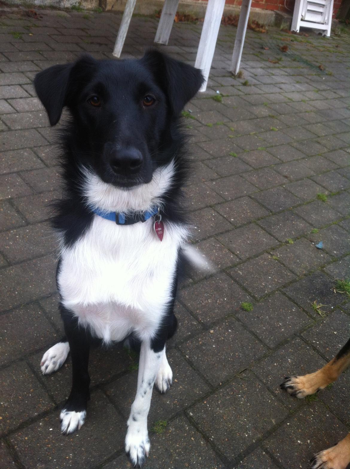 Blanding af racer Late billede 14