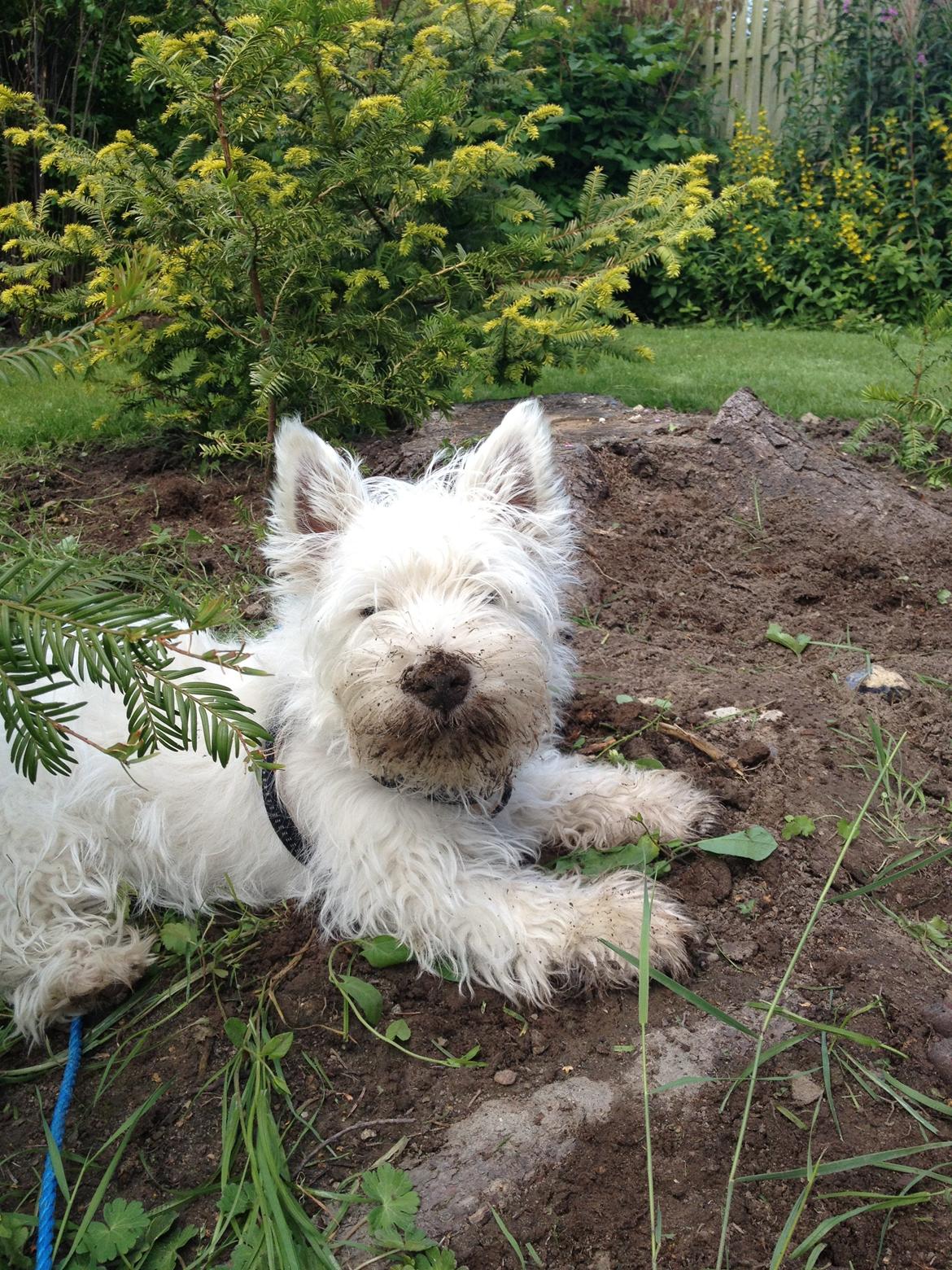 West highland white terrier Marley - Terrier? Mig? Naahhh billede 15