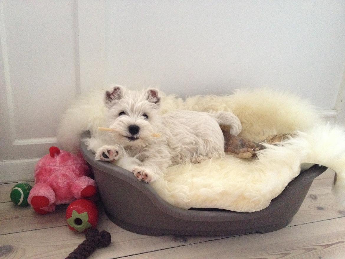 West highland white terrier Marley - Lige ankommet i mit nye hjem. Tror godt jeg kan vende mig til det ;) billede 3