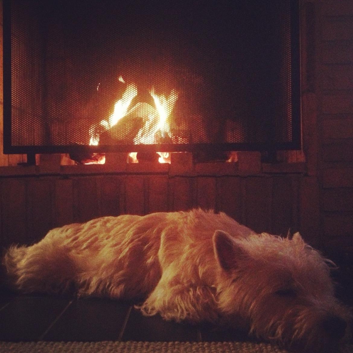 West highland white terrier Marley - Her tilbragte jeg min nytårsaften. billede 17