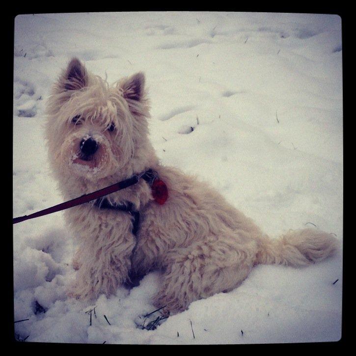 West highland white terrier Marley - Min første sne billede 18