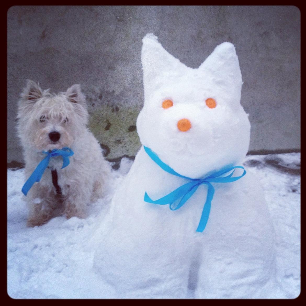 West highland white terrier Marley - Her er jeg med min lillebror Snowy (p.s. sløjfen er kun til ære for fotografen, det er ikke noget for en rigtig dreng) billede 19