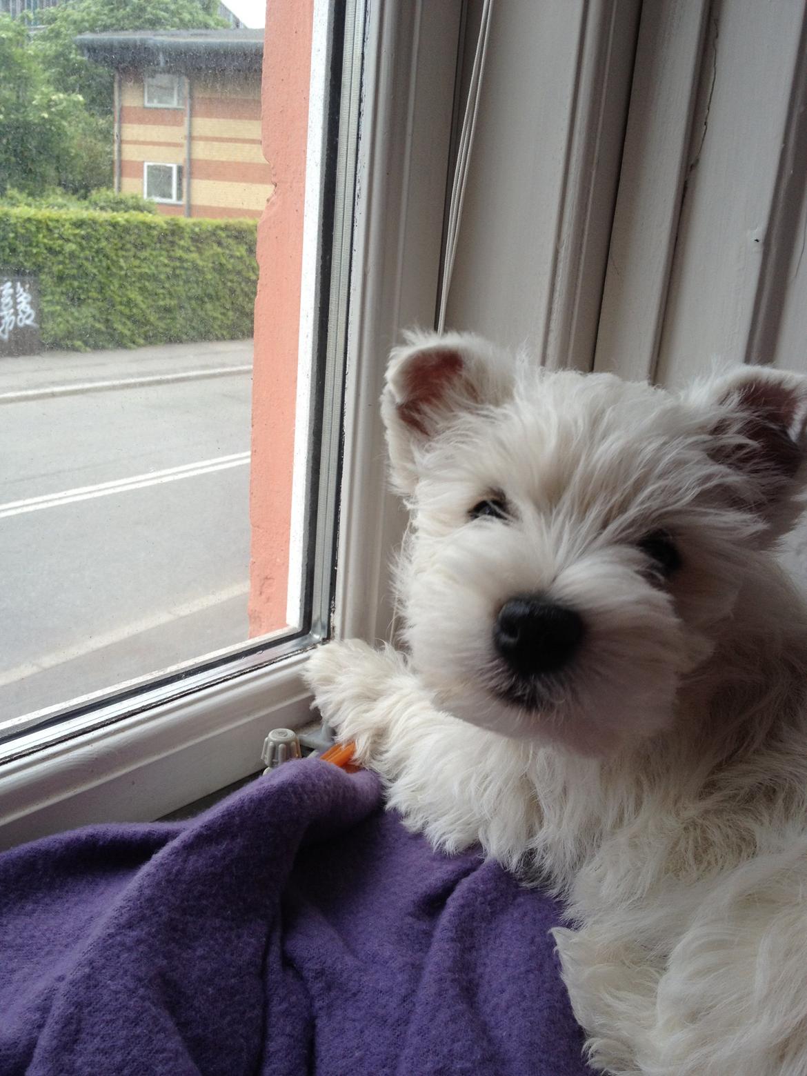 West highland white terrier Marley - Marley's yndlingssted og -beskæftigelse billede 8