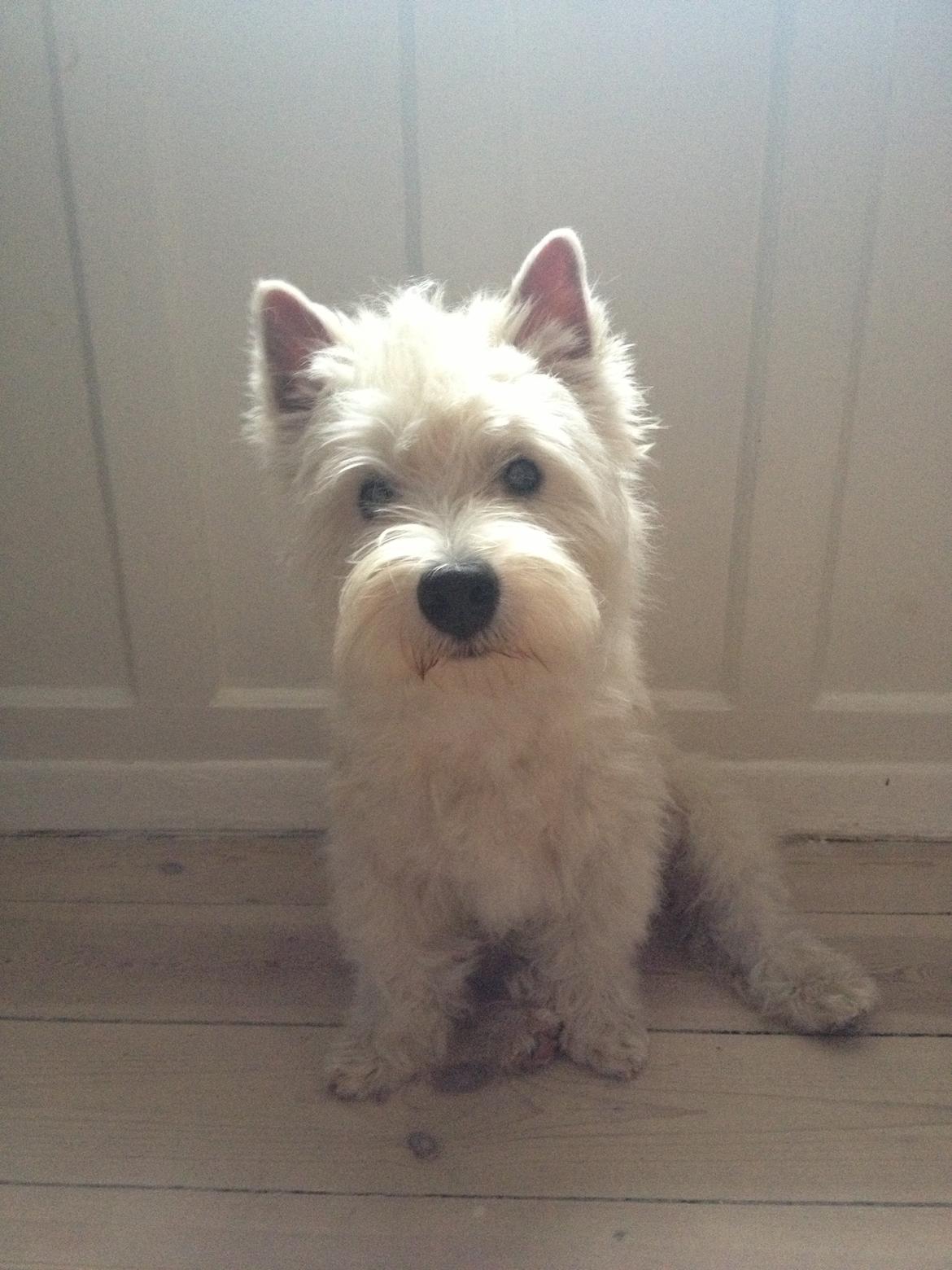 West highland white terrier Marley - ..og ja, jeg bliver trimmet ;) Jeg laver åbenbart kun søde ting, når jeg er langhåret. billede 20