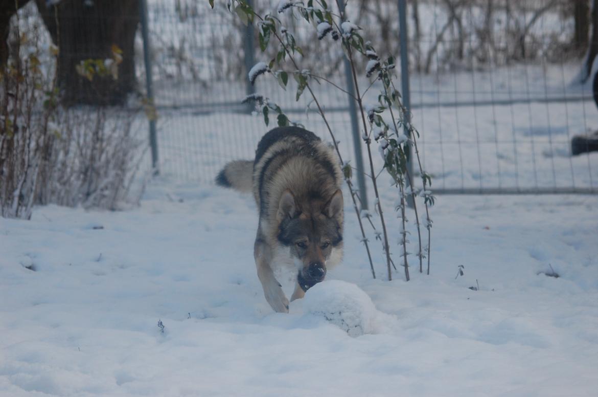 Tjekkoslovakisk ulvehund Kazan - skønt med en gang dejlig sne  billede 3