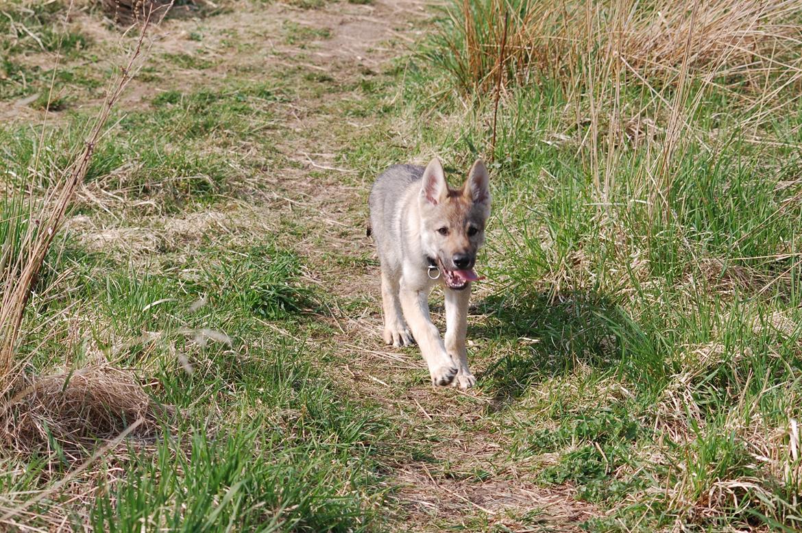 Tjekkoslovakisk ulvehund Kazan billede 6