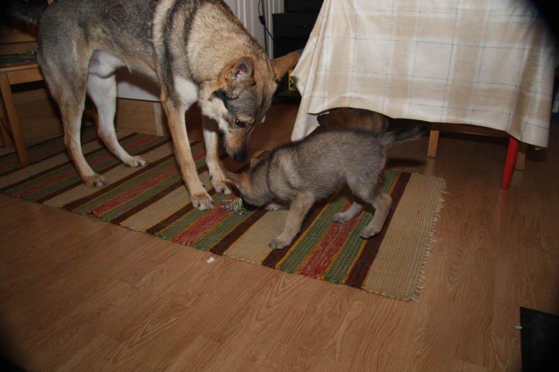 Tjekkoslovakisk ulvehund Kazan - et af de sidste billeder jeg har af Far og mig inden den lange rejse  billede 10