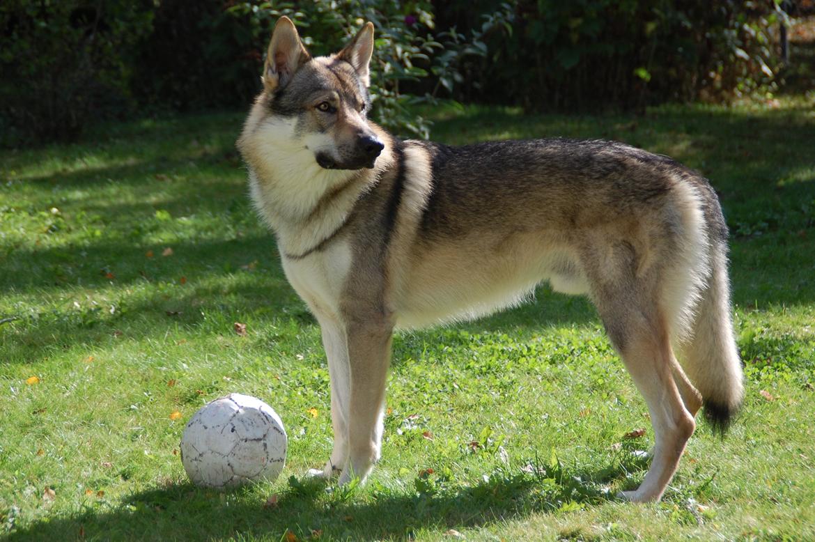 Tjekkoslovakisk ulvehund Kazan - nyder varmen sommer 2012 billede 4