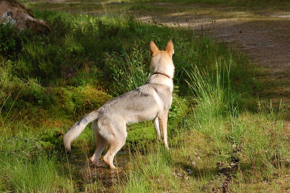 Tjekkoslovakisk ulvehund Kazan billede 5