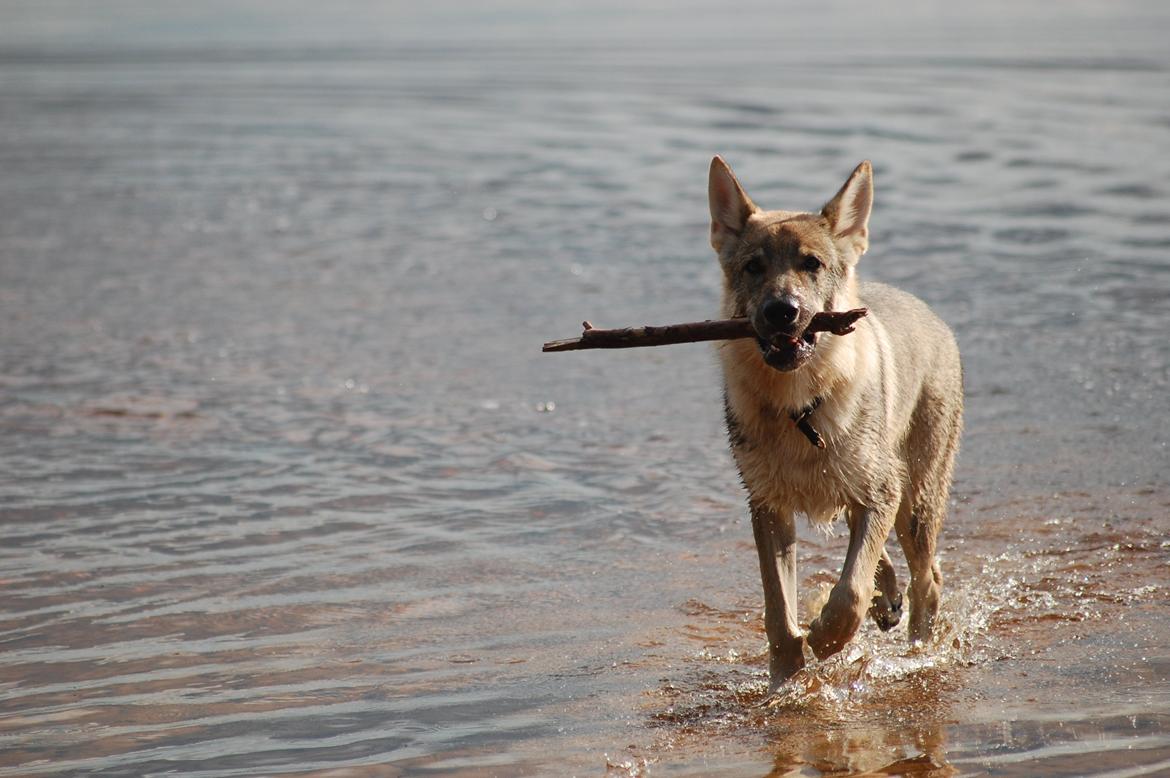 Tjekkoslovakisk ulvehund Kazan billede 7