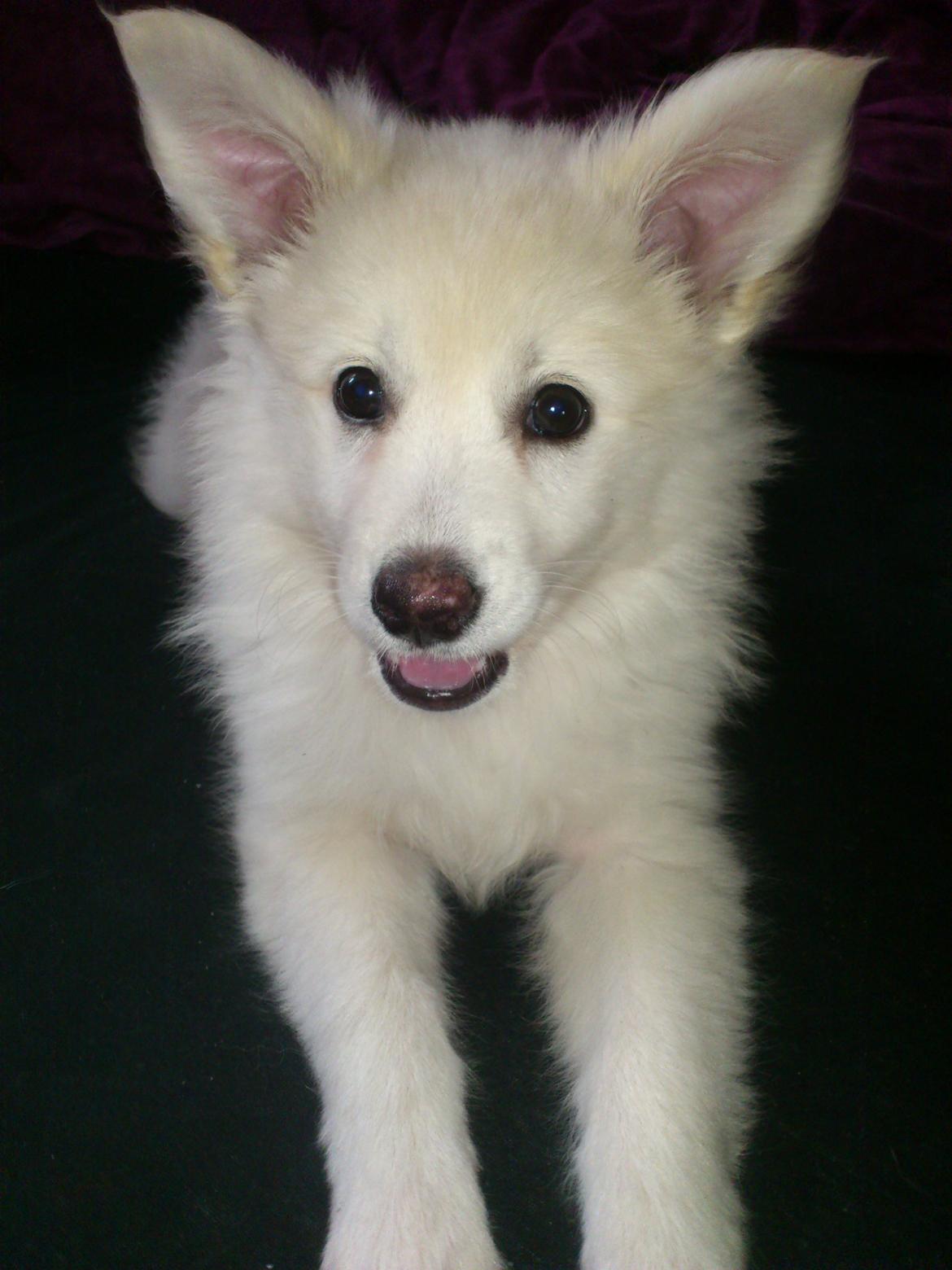 Dansk Spids Kala billede 6