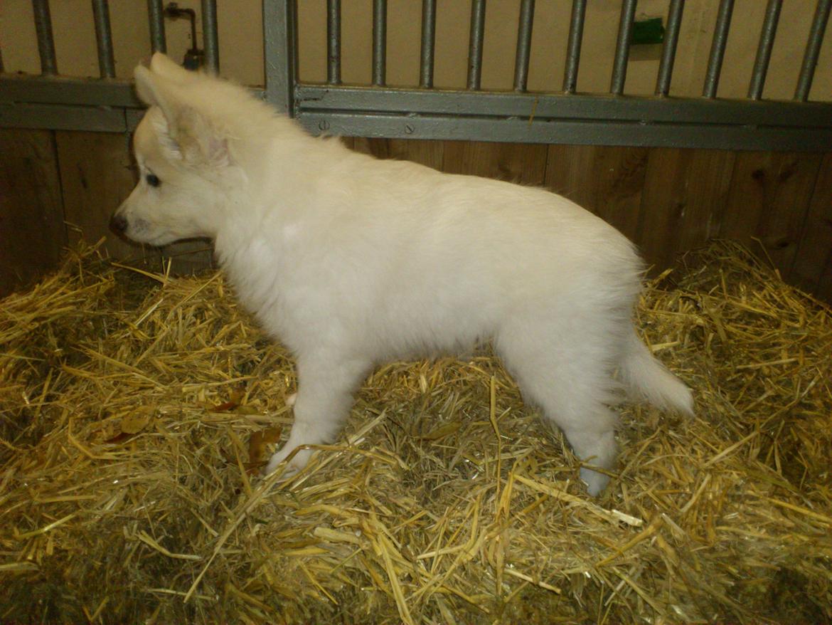 Dansk Spids Kala billede 7