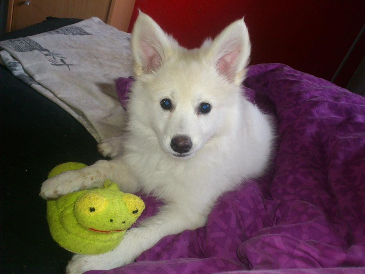 Dansk Spids Kala billede 8