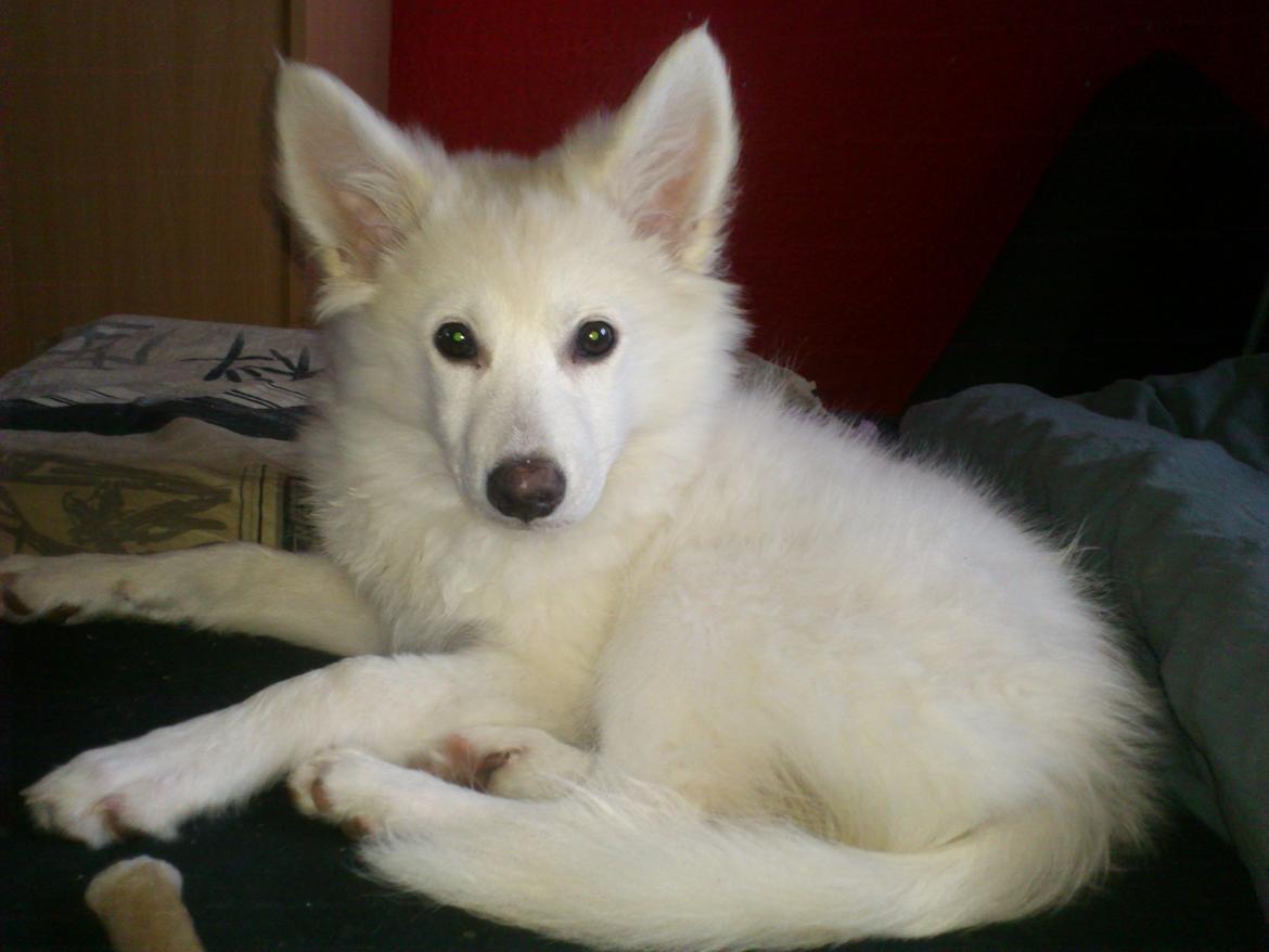 Dansk Spids Kala billede 9