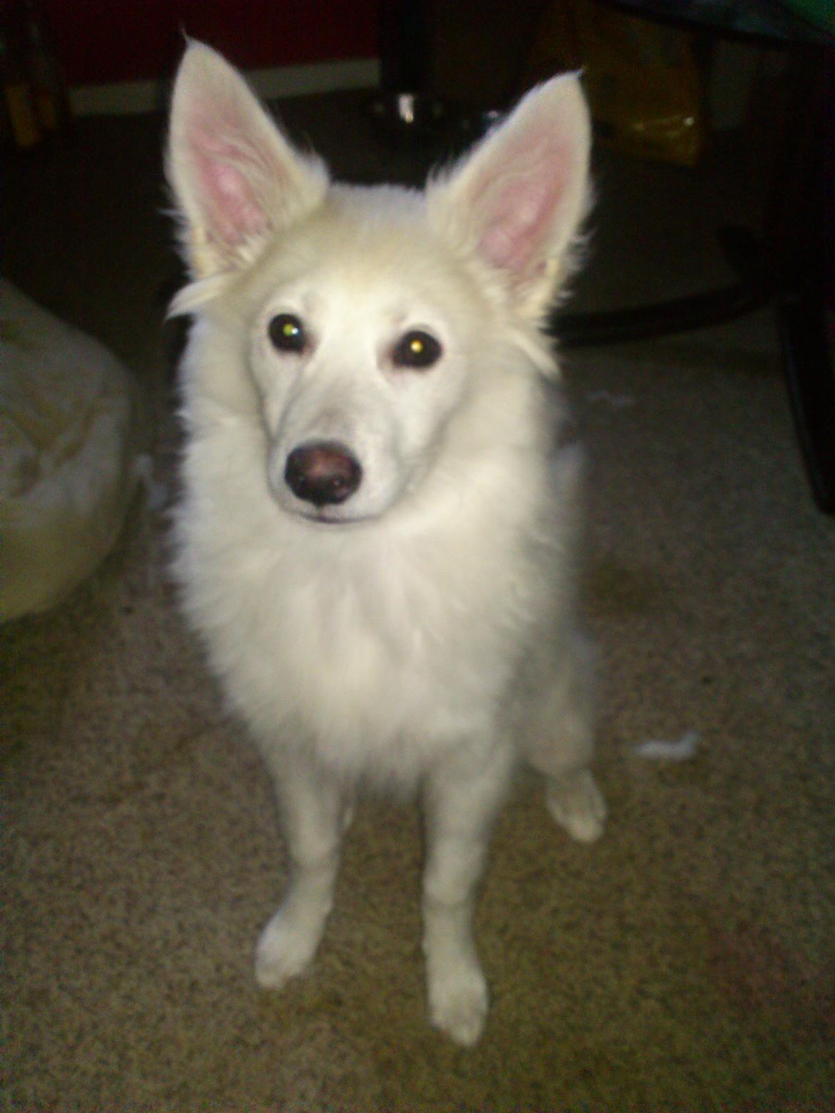 Dansk Spids Kala billede 1