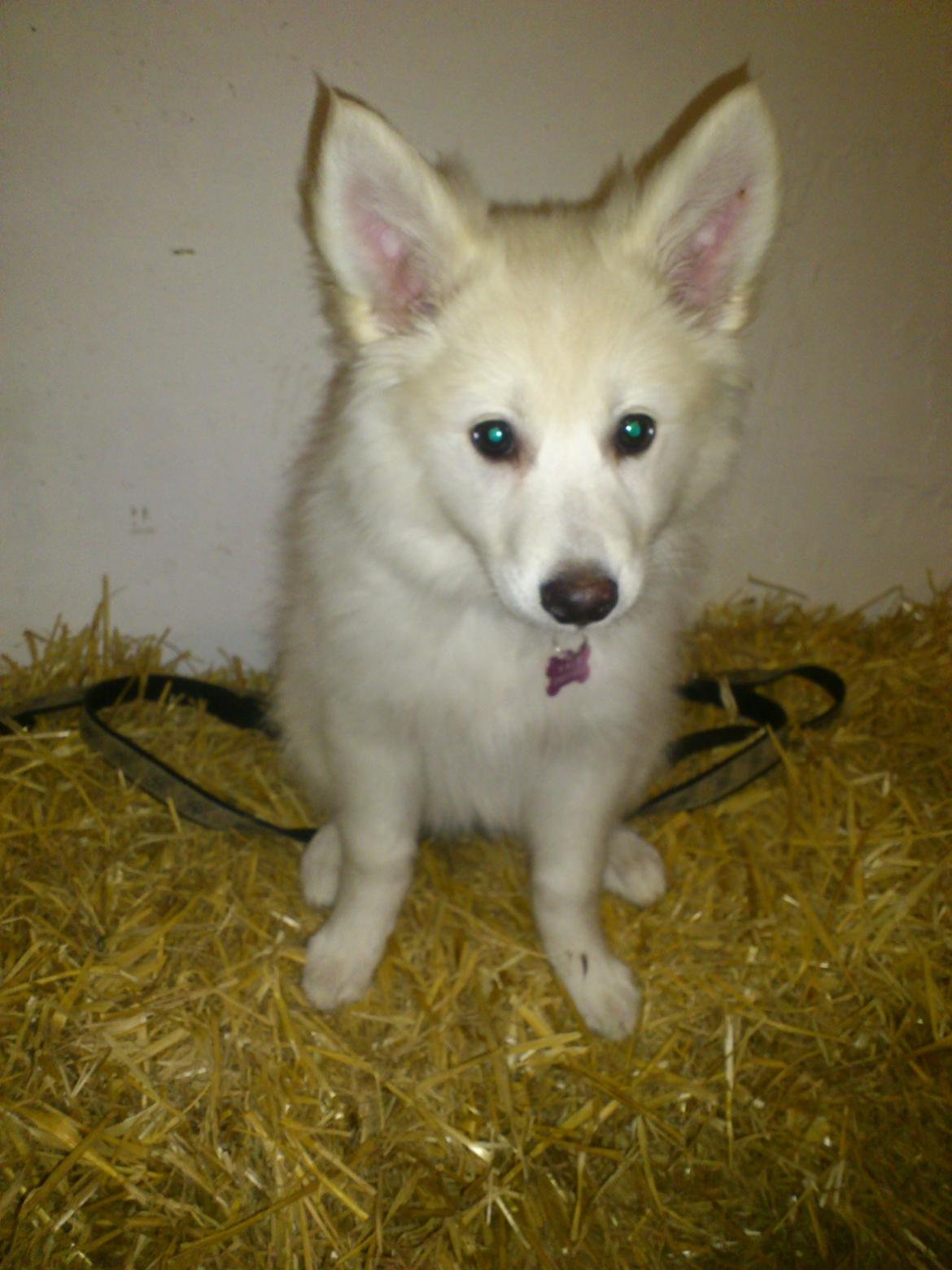 Dansk Spids Kala billede 10