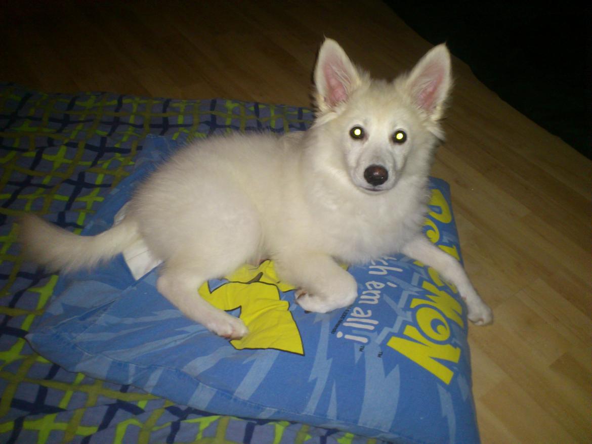 Dansk Spids Kala billede 11