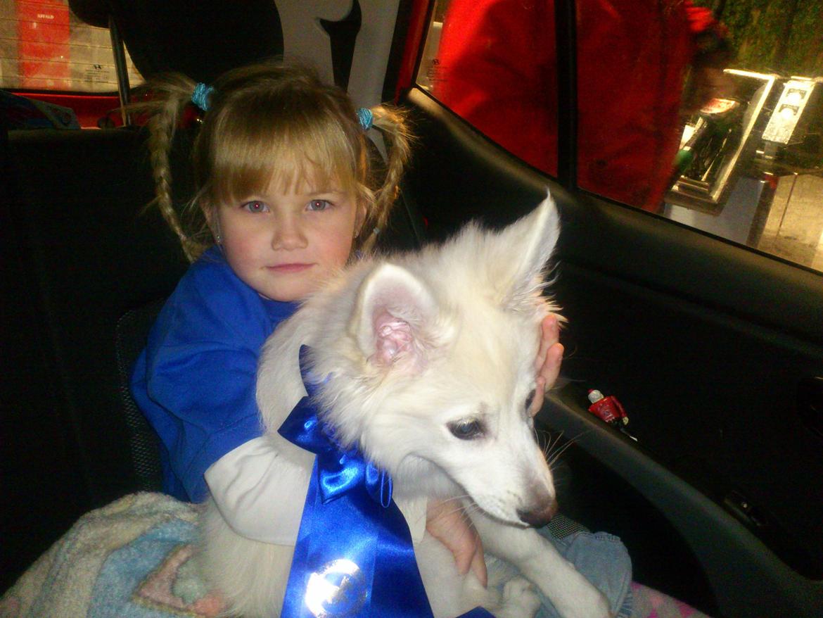 Dansk Spids Kala billede 12