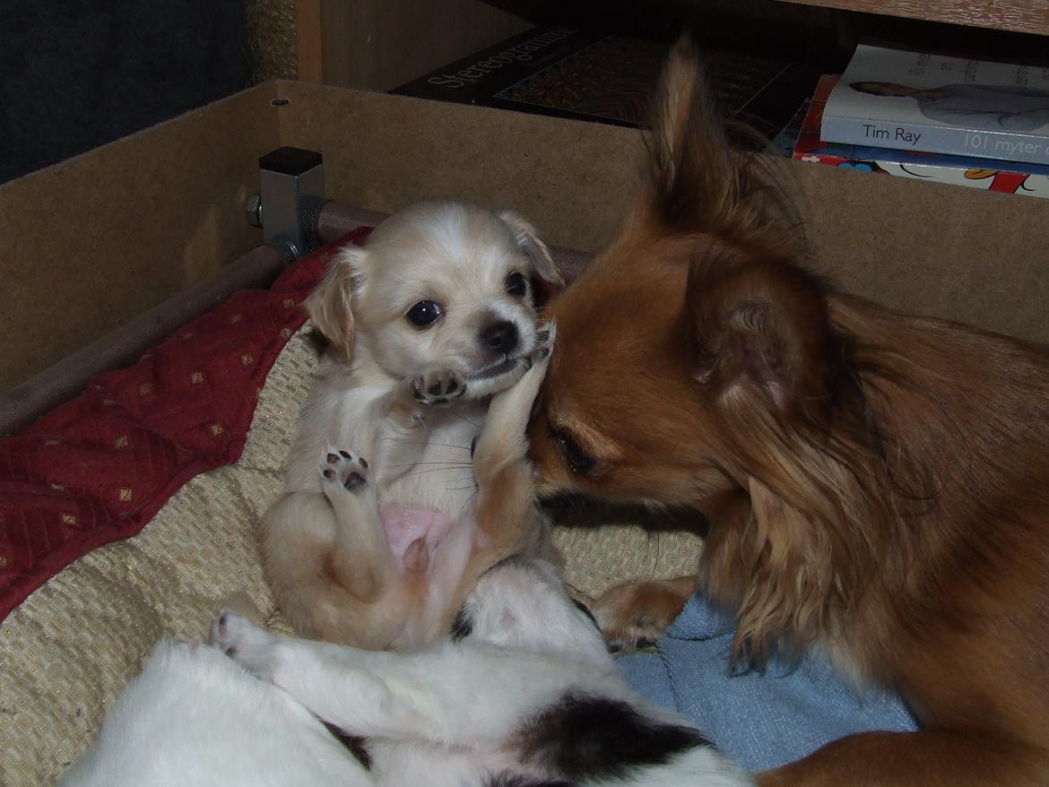 Blanding af racer Cimici - Leg med storesøster billede 4