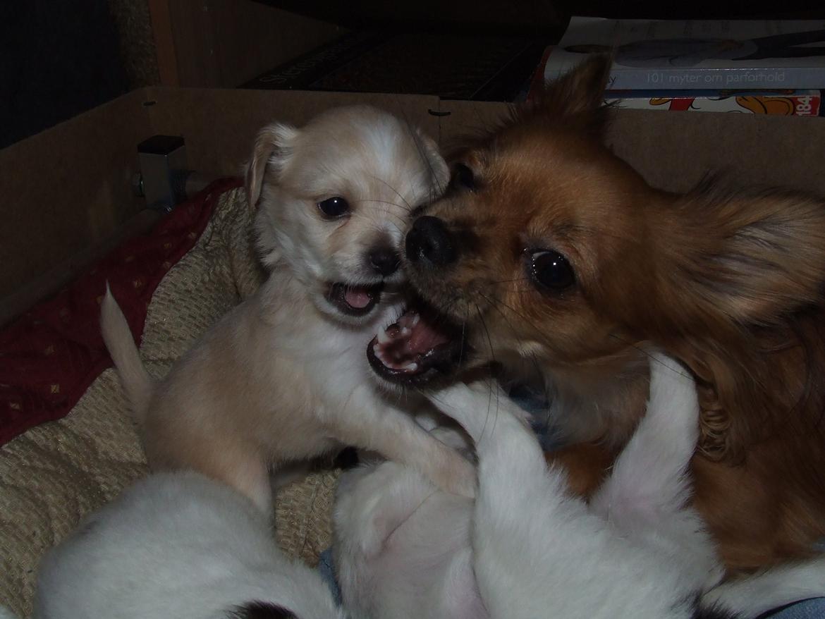 Blanding af racer Cimici billede 5