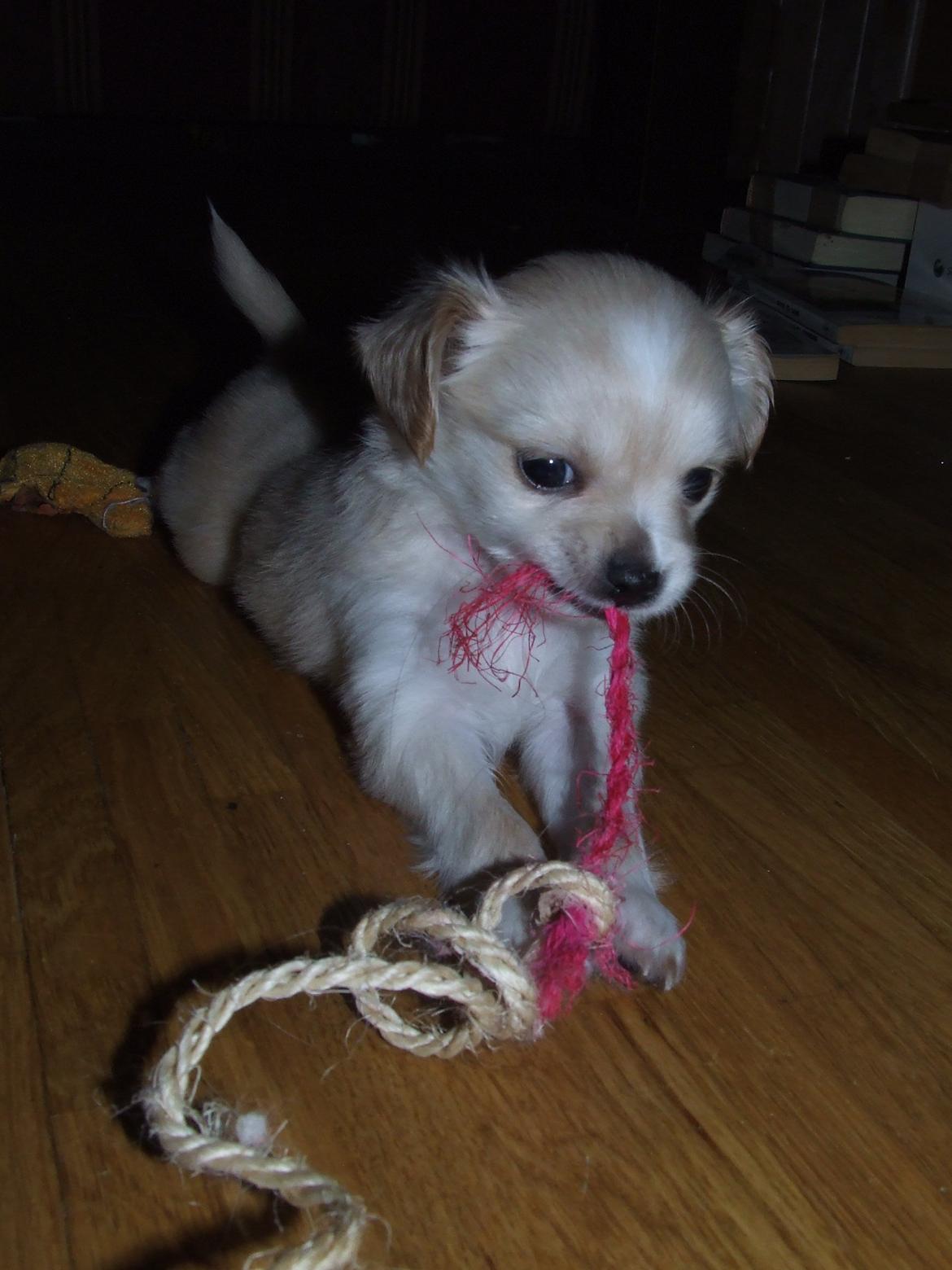 Blanding af racer Cimici billede 6