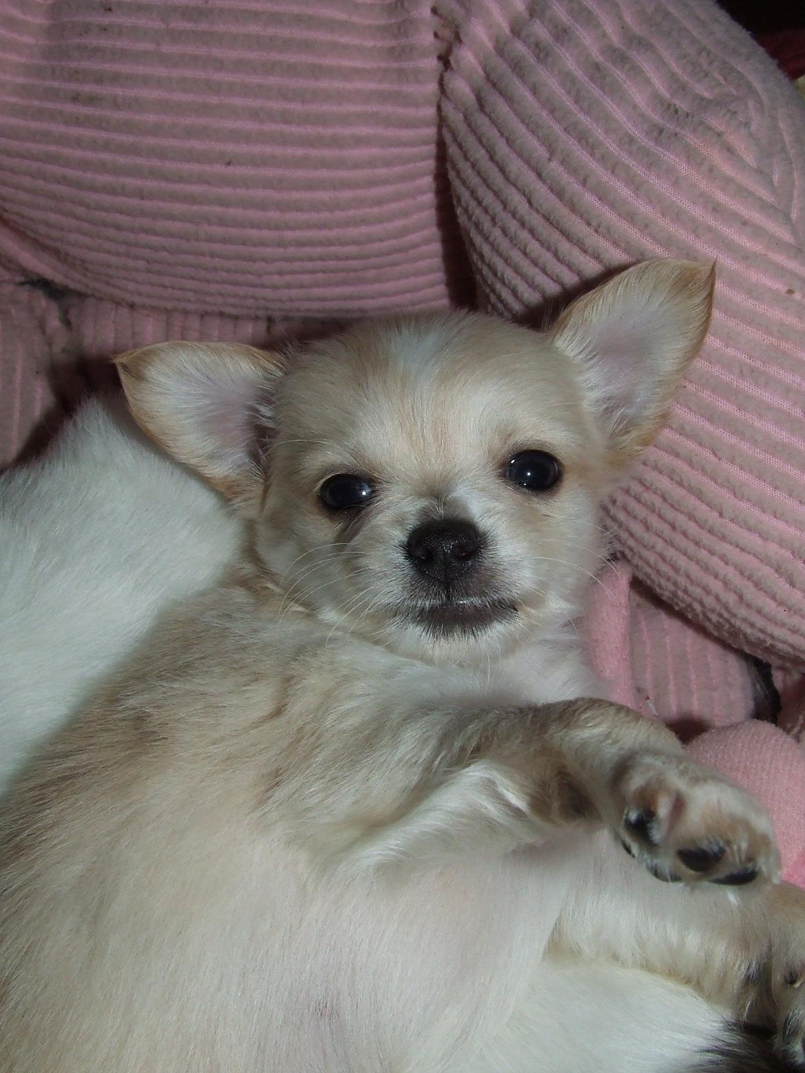 Blanding af racer Cimici billede 7