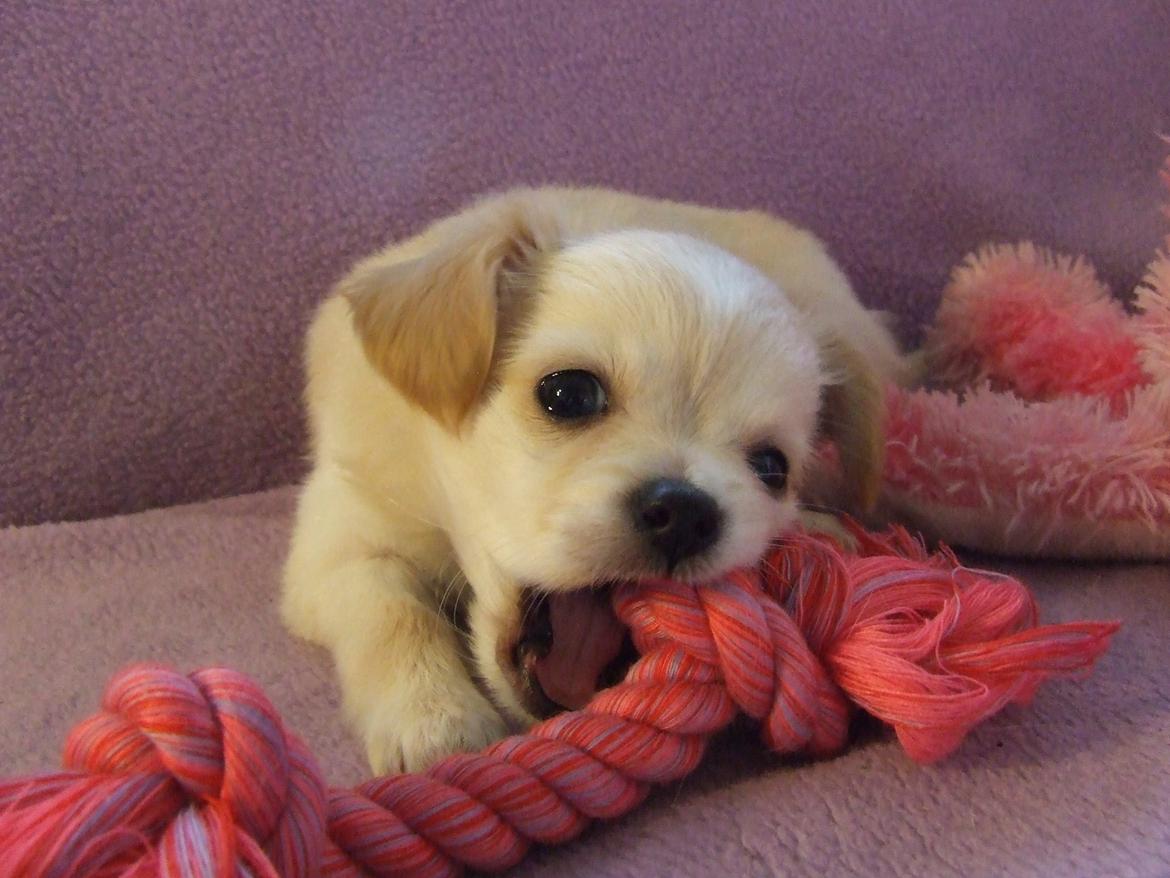 Blanding af racer Cimici billede 14