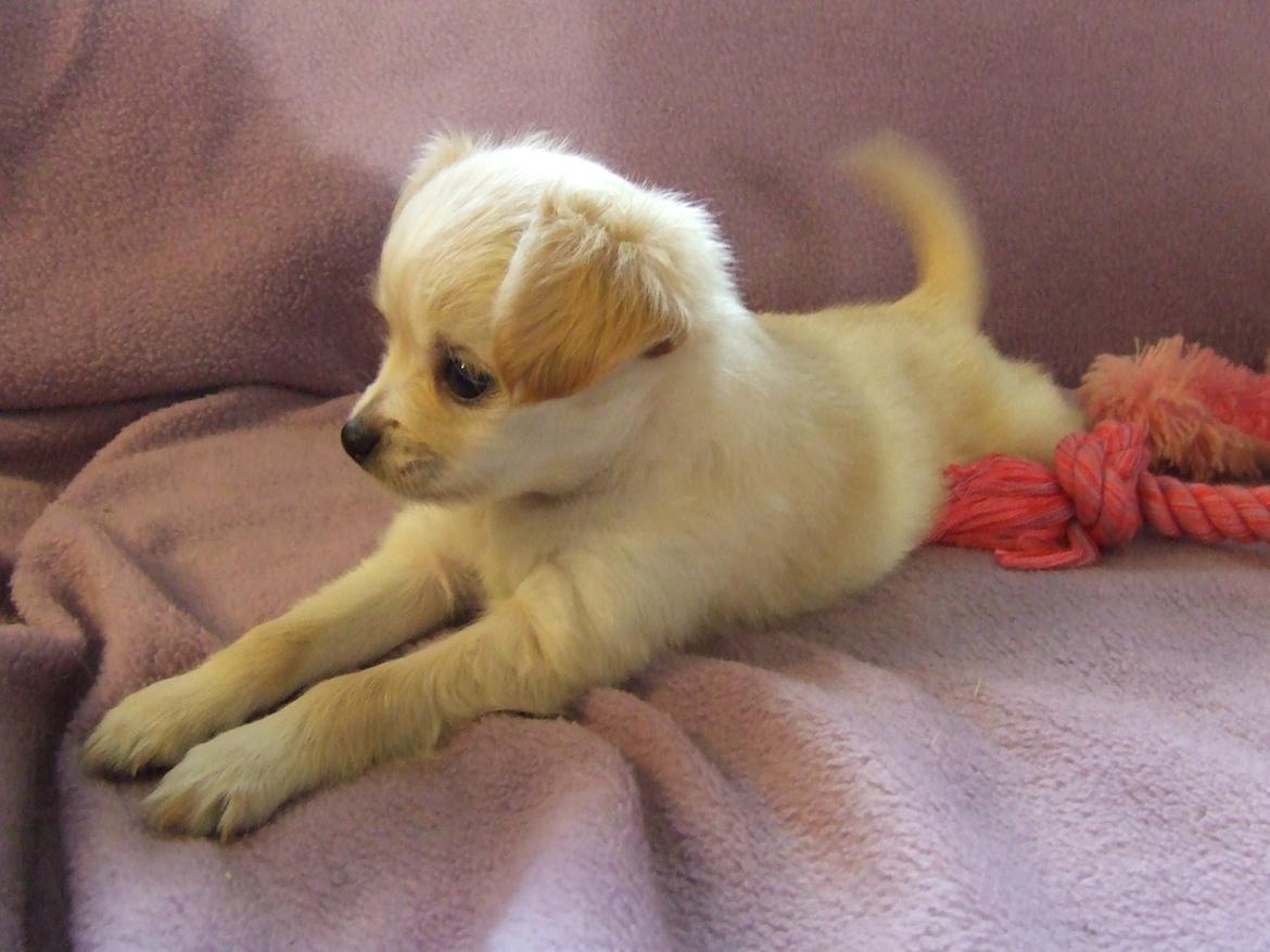 Blanding af racer Cimici billede 15