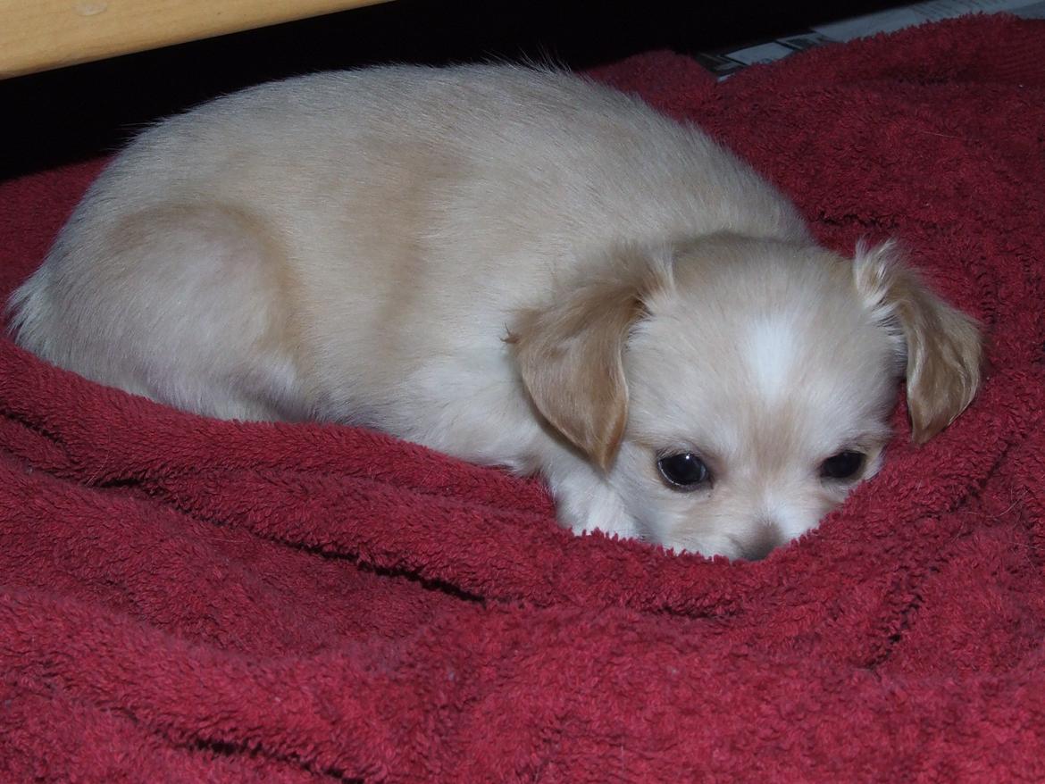 Blanding af racer Cimici - Juleaften - 6 uger og 2 dage billede 8