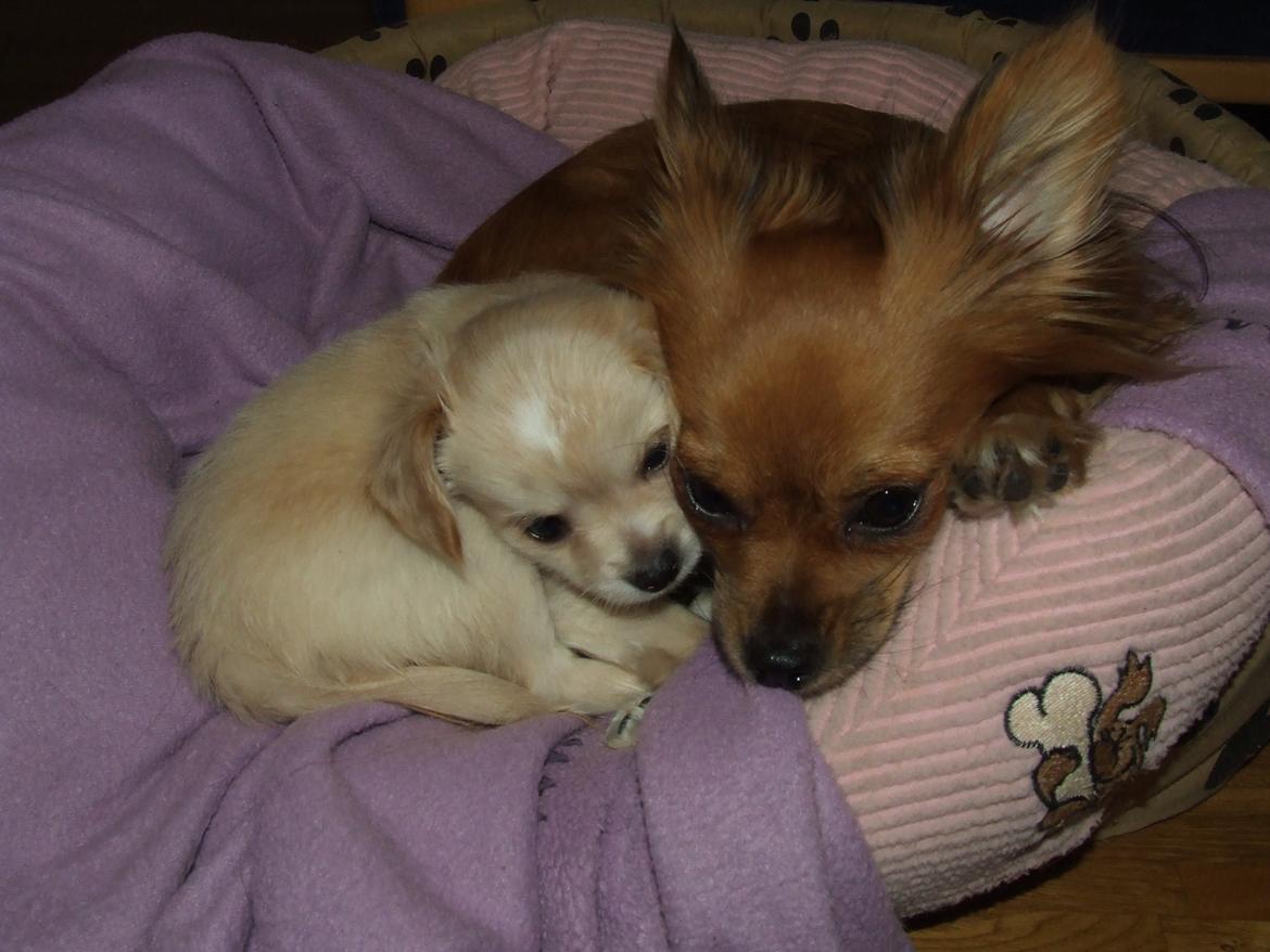 Blanding af racer Cimici billede 9