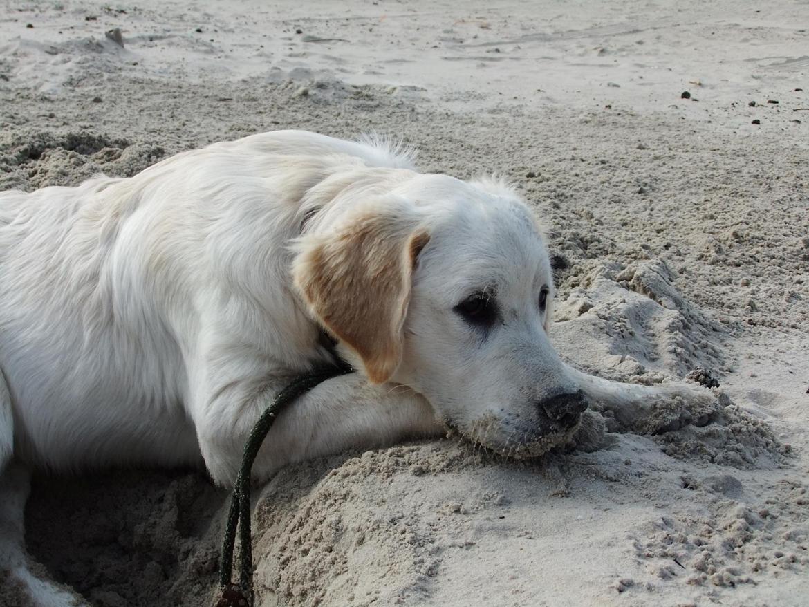 Golden retriever Baloo billede 1