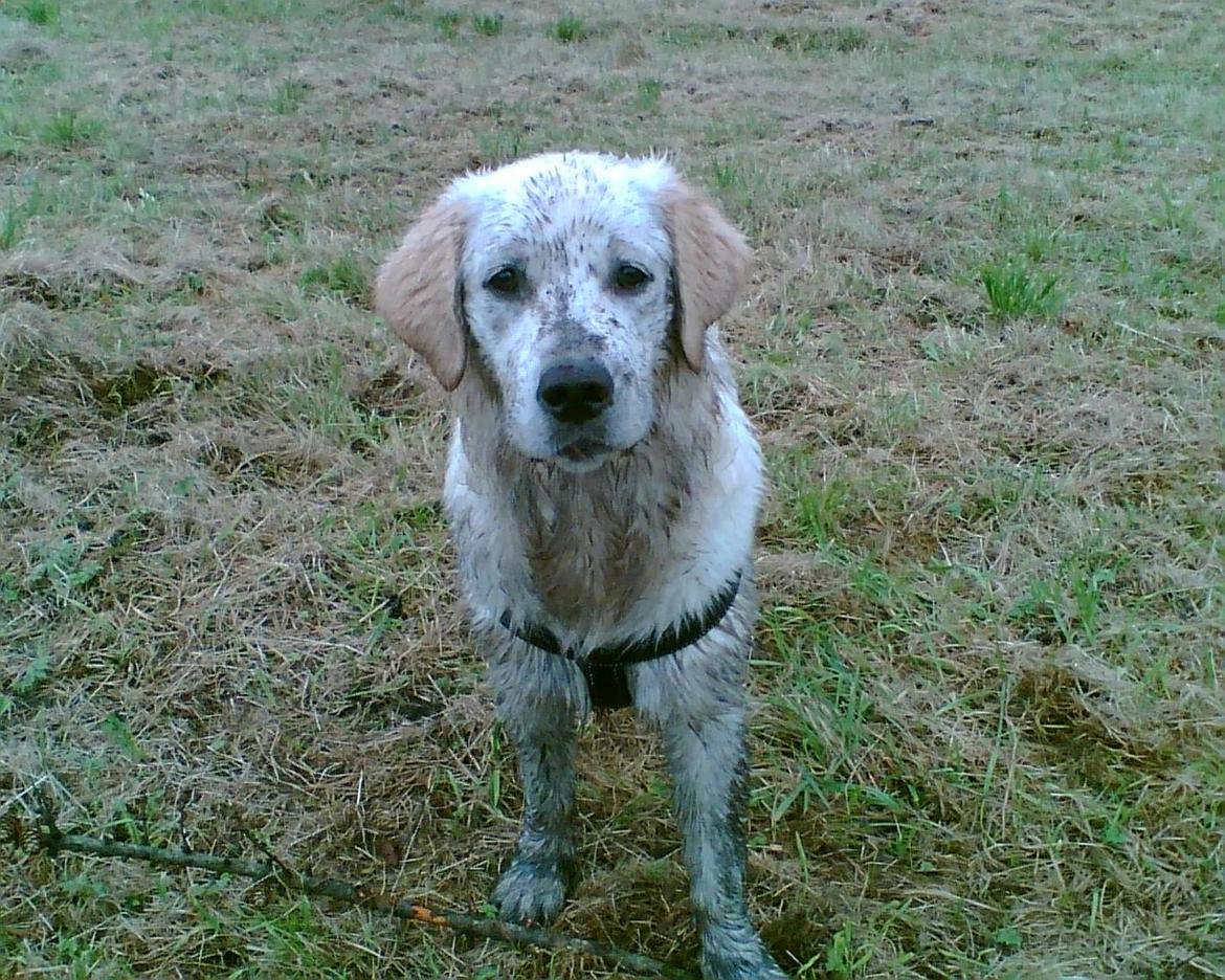 Golden retriever Baloo billede 2
