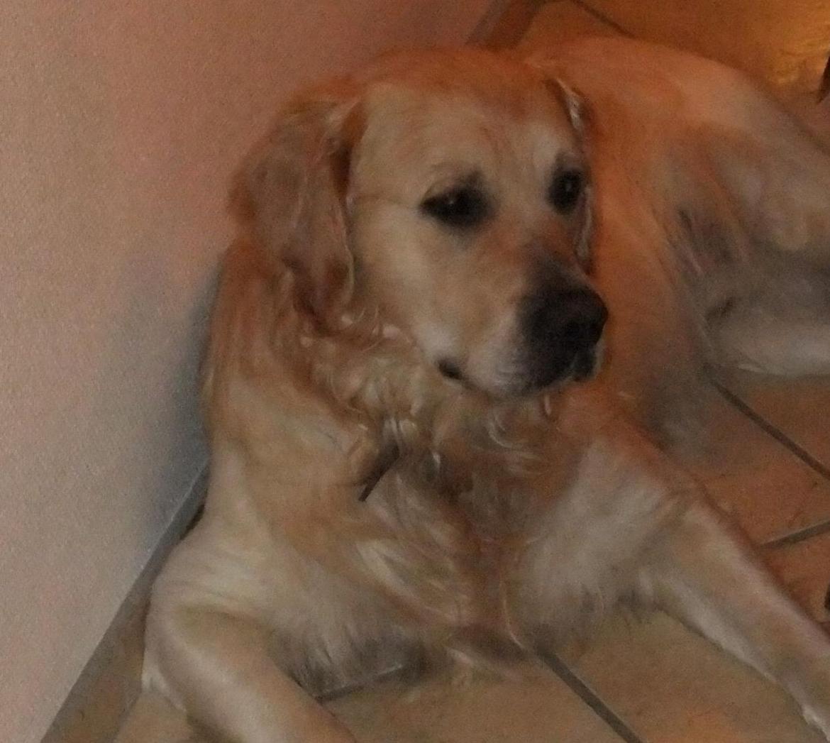 Golden retriever Baloo billede 3