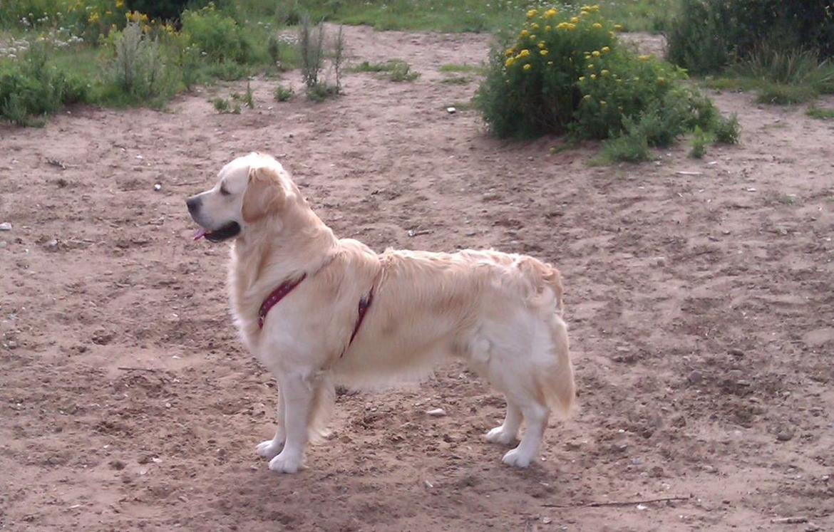 Golden retriever Baloo billede 4