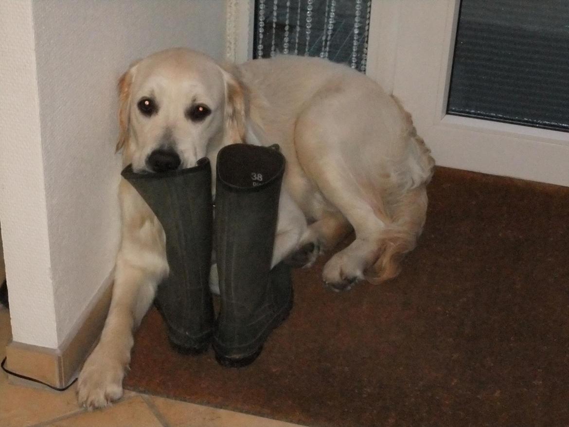 Golden retriever Baloo billede 5