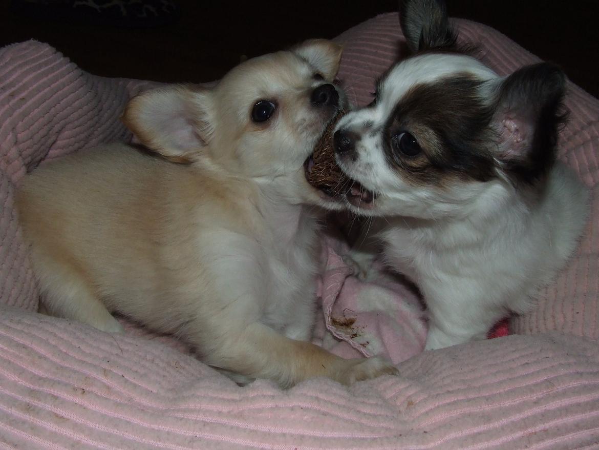 Blanding af racer Cimici - Hvem får koglen billede 10