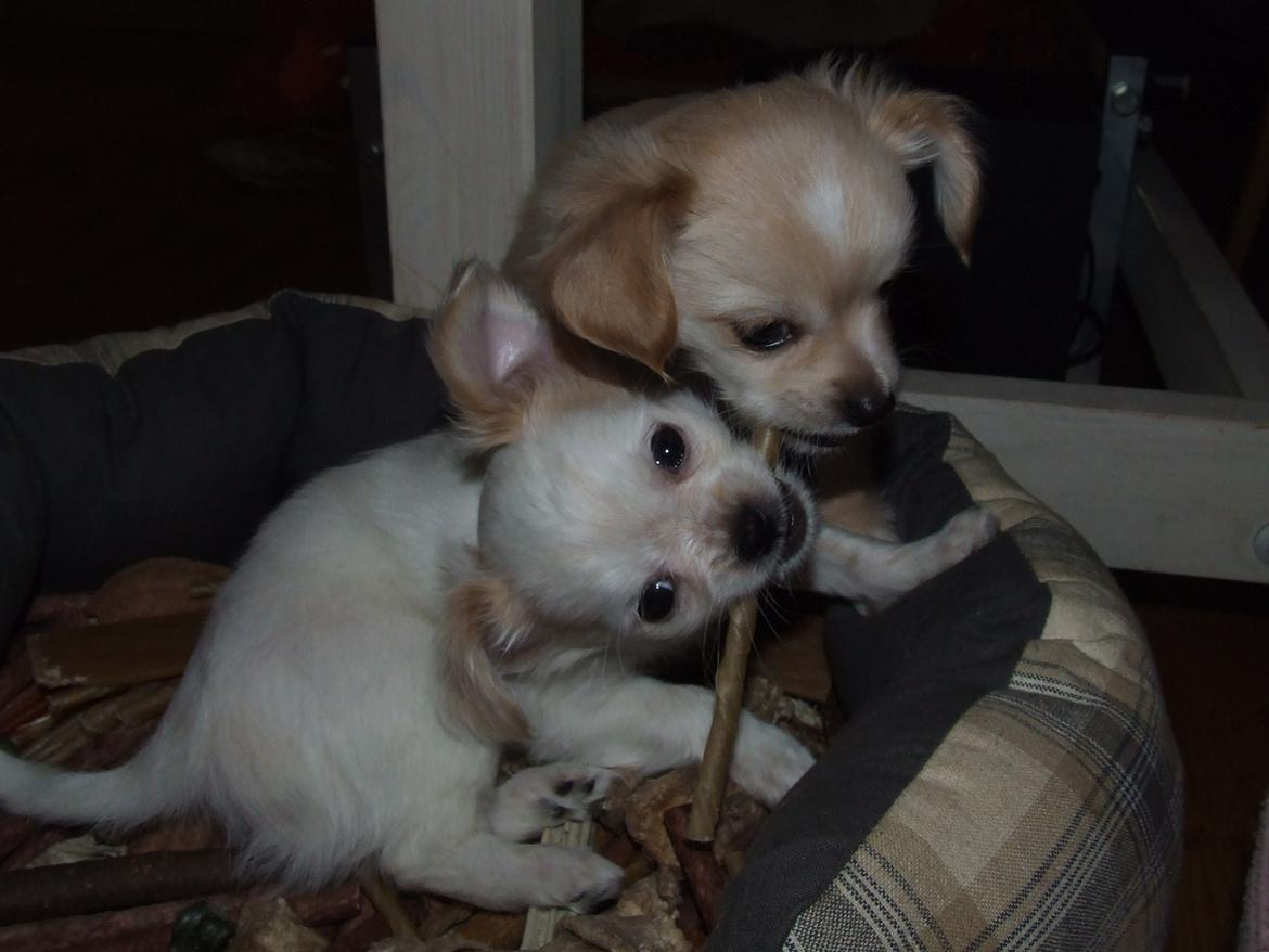 Blanding af racer Cimici - En HEL kurv fuld af ben, men bror har det bedste! billede 11