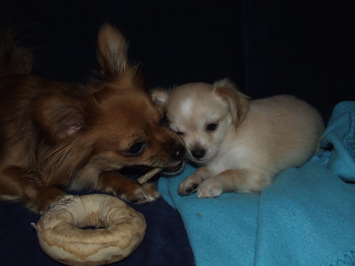 Blanding af racer Cimici - Hooov, det var min! billede 12