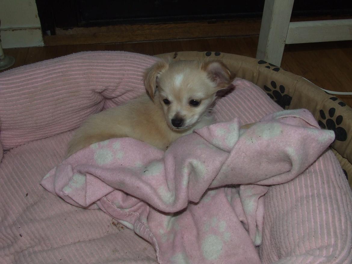 Blanding af racer Cimici - Hvor blev i af allesammen? billede 13