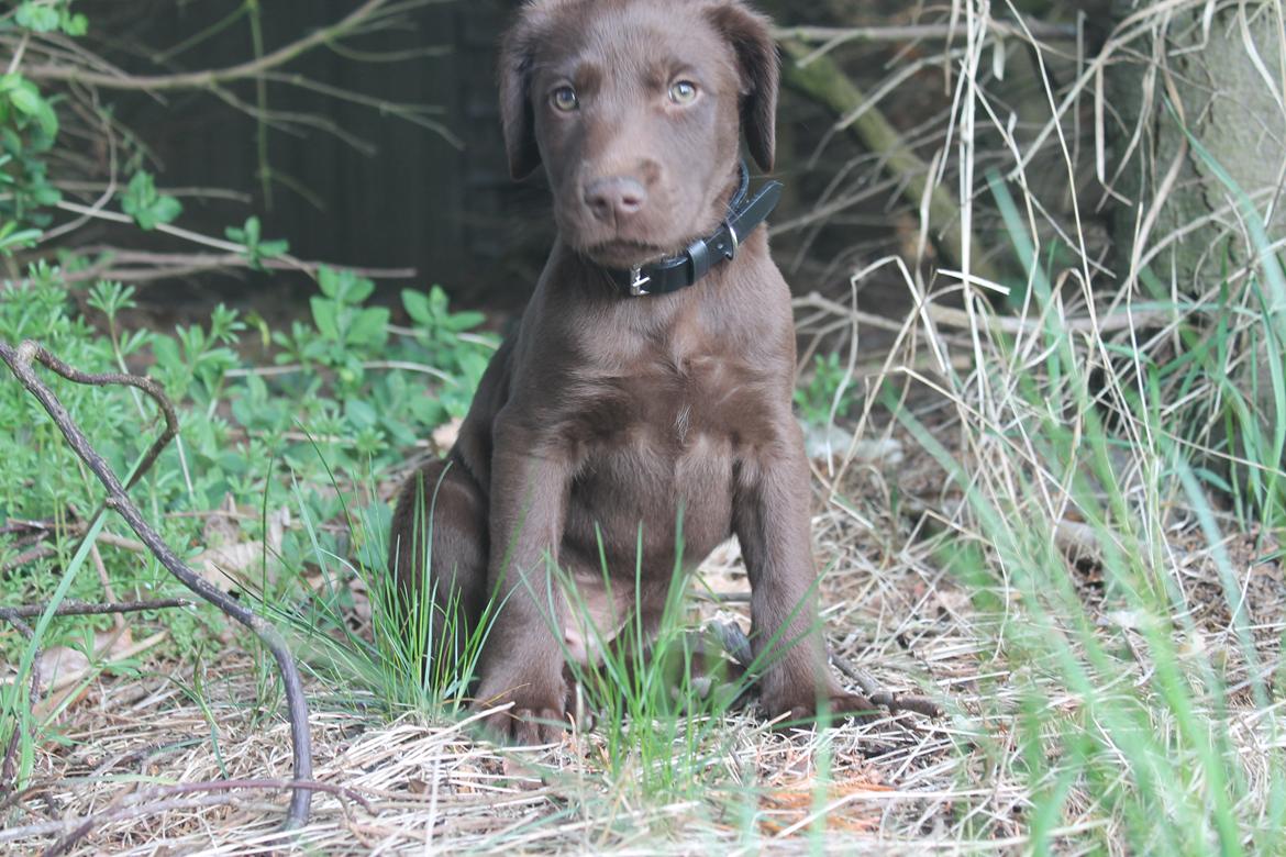 Blanding af racer Balder billede 1