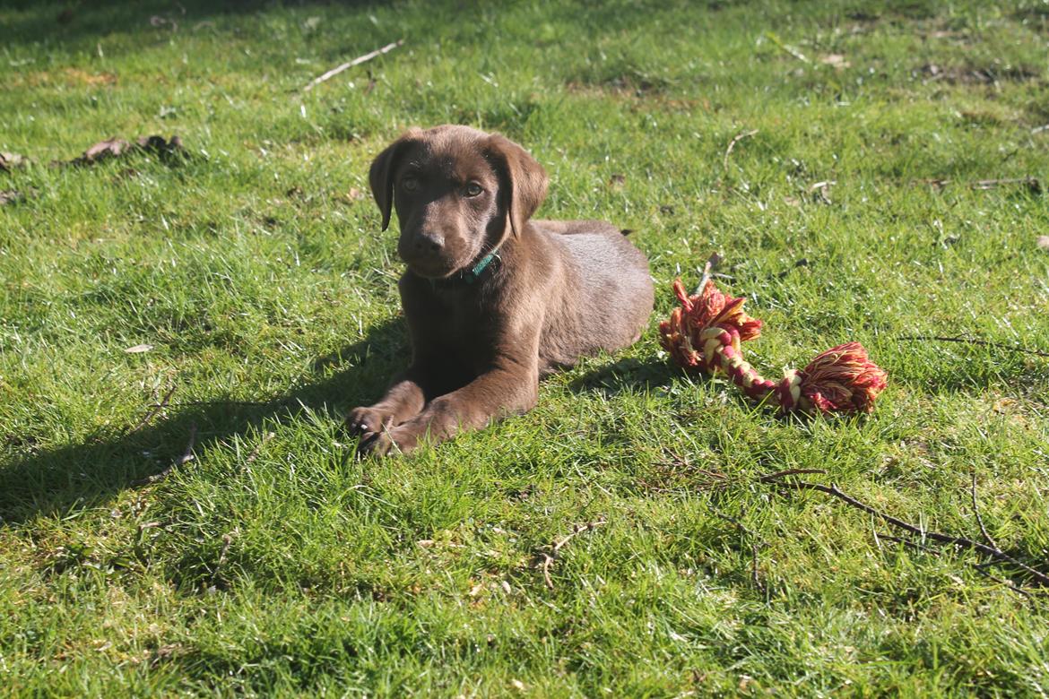 Blanding af racer Balder billede 2